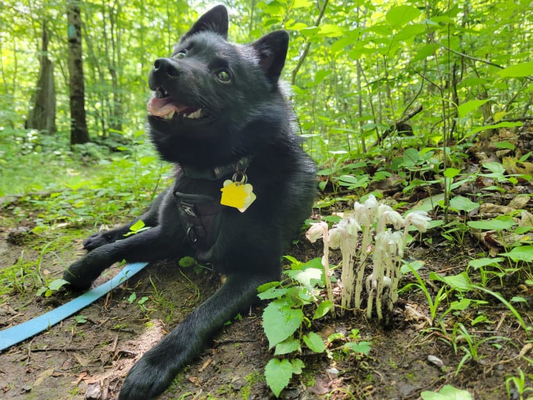 Myotis, a Schipperke tested with EmbarkVet.com