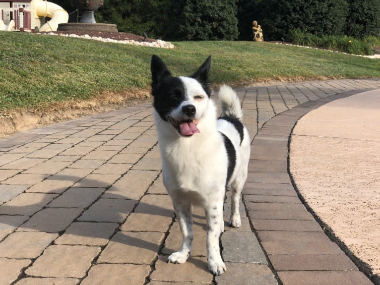 Jak, a Japanese or Korean Village Dog tested with EmbarkVet.com