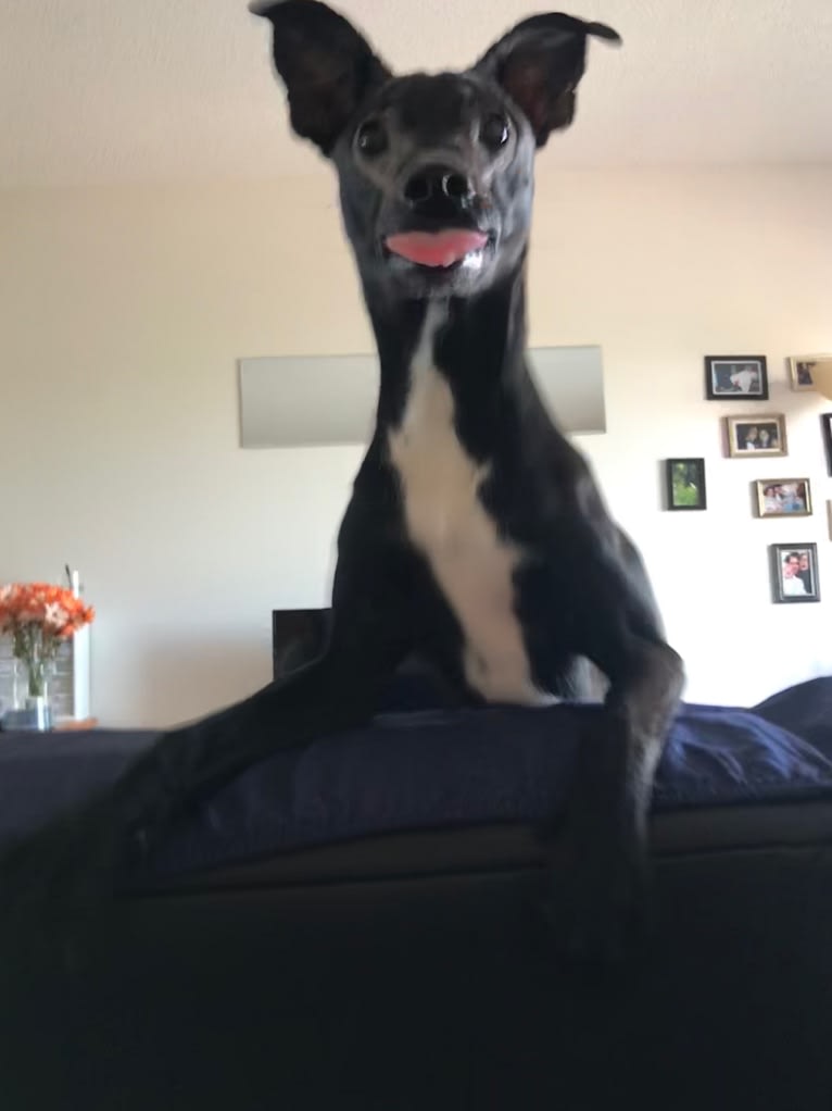 Robbie, a Boston Terrier and Labrador Retriever mix tested with EmbarkVet.com