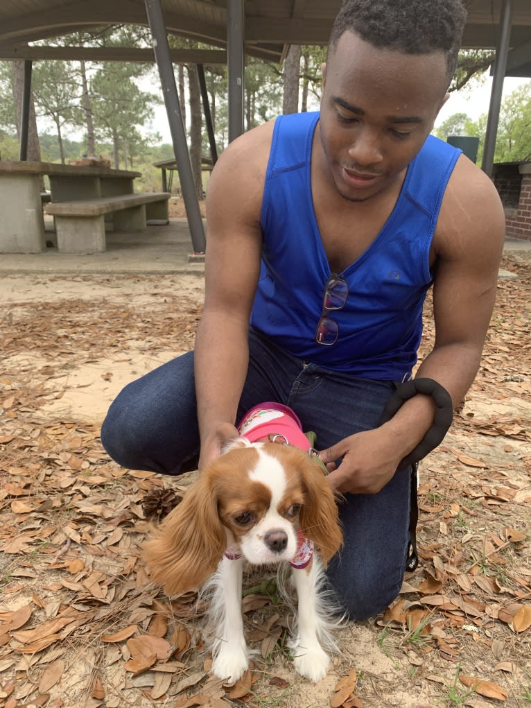 Rose Tyler, a Cavalier King Charles Spaniel tested with EmbarkVet.com