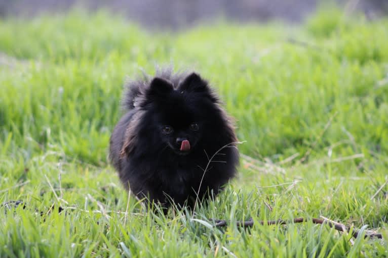 Dutchess, a Pomeranian tested with EmbarkVet.com
