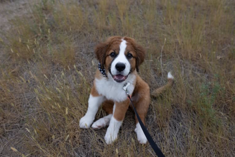 Pearl, a Saint Bernard and Bernese Mountain Dog mix tested with EmbarkVet.com