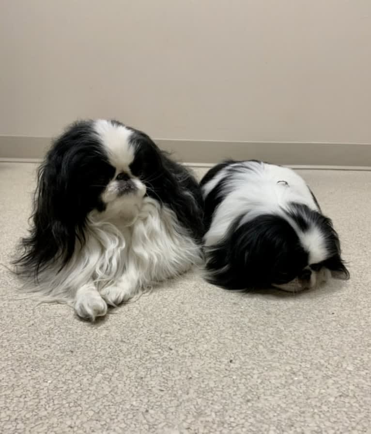 Diesel, a Japanese Chin tested with EmbarkVet.com