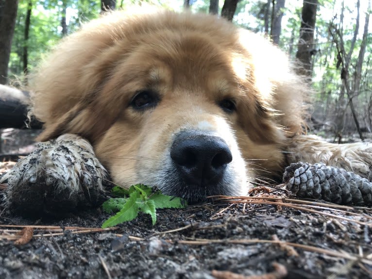 Hagrid, a Great Pyrenees and Rottweiler mix tested with EmbarkVet.com