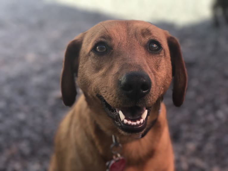 Jazz, a Dachshund and Coonhound mix tested with EmbarkVet.com