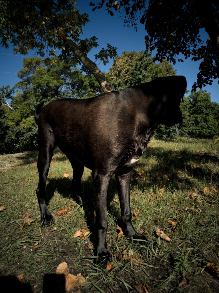 Ottis, a Perro de Presa Canario and English Springer Spaniel mix tested with EmbarkVet.com