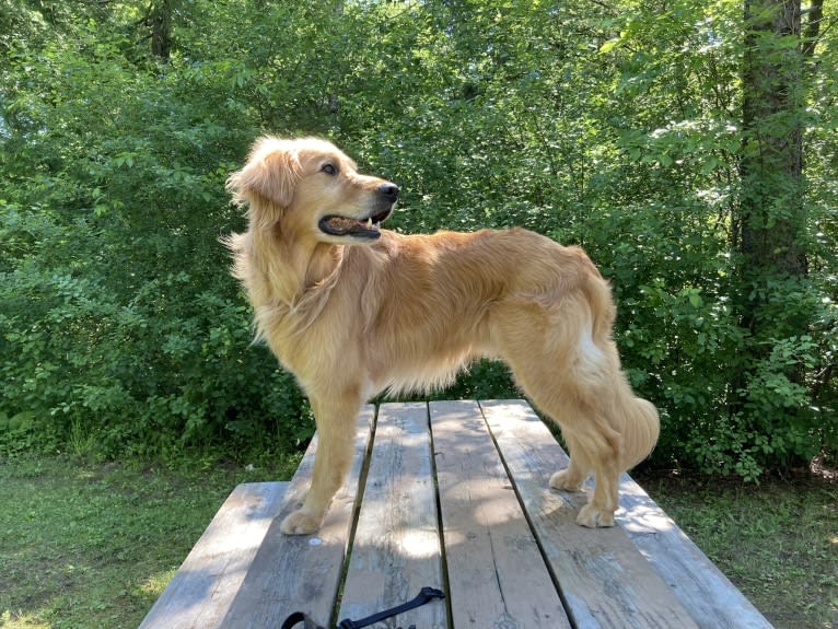 Timber “Gross Manor’s I’ll Be The One You Won’t Forget”, a Golden Retriever tested with EmbarkVet.com