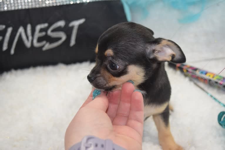Daytona, a Chihuahua tested with EmbarkVet.com
