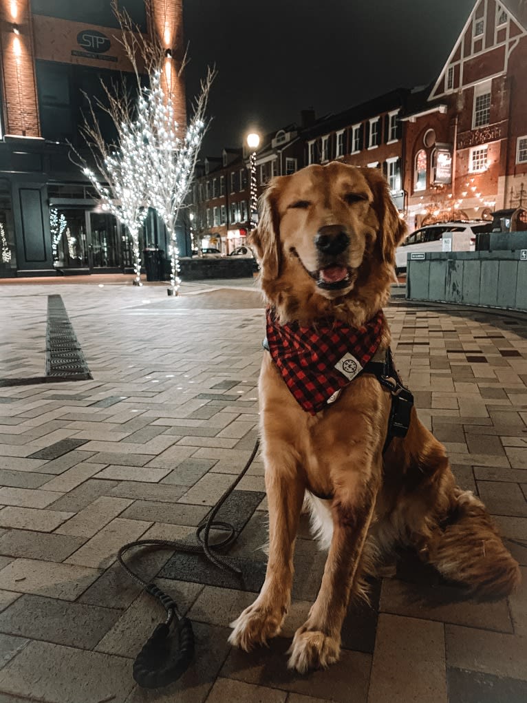 Marley, a Golden Retriever tested with EmbarkVet.com