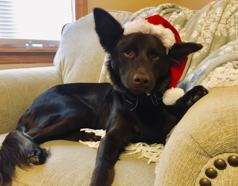 Harper, a Border Collie and Boston Terrier mix tested with EmbarkVet.com