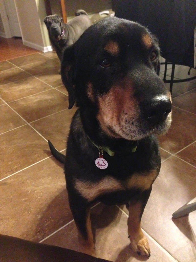 Chief, a German Shepherd Dog and Labrador Retriever mix tested with EmbarkVet.com