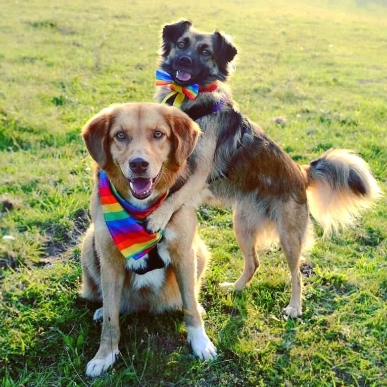 Andy, an European Village Dog tested with EmbarkVet.com