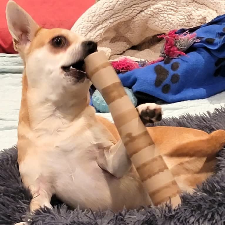 JOE, a Chihuahua and Yorkshire Terrier mix tested with EmbarkVet.com