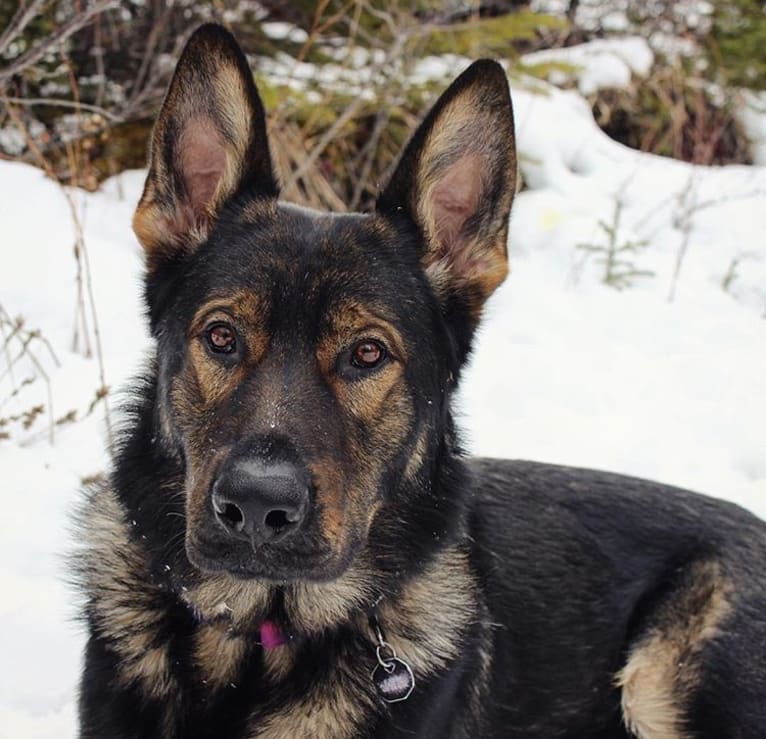 Zeek, a German Shepherd Dog tested with EmbarkVet.com