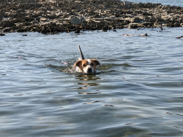 Tazil, a Russell-type Terrier tested with EmbarkVet.com