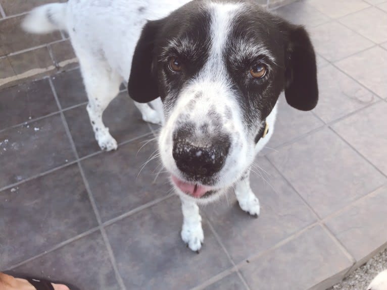 Sheba, a Labrador Retriever and Great Pyrenees mix tested with EmbarkVet.com