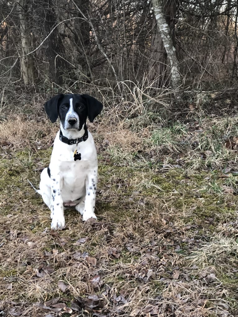 Callie, a Treeing Walker Coonhound and Border Collie mix tested with EmbarkVet.com