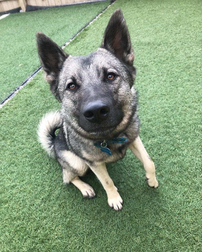 Smokey, a Norwegian Elkhound tested with EmbarkVet.com