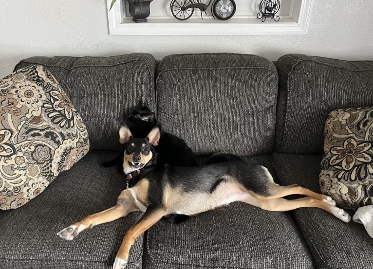 Betty Lou, an English Shepherd and Australian Cattle Dog mix tested with EmbarkVet.com