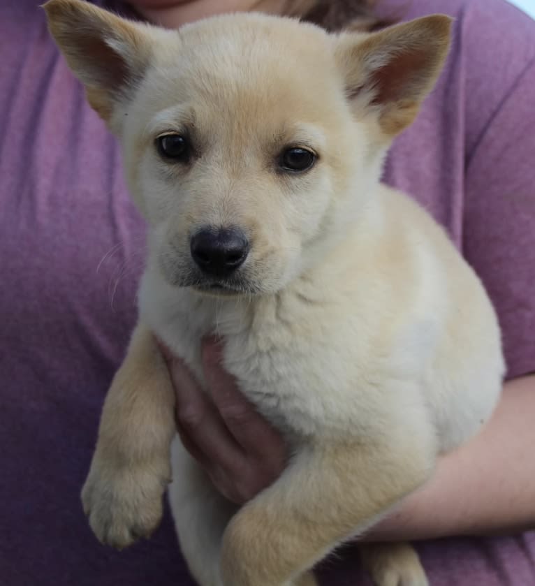 Junie B. Jones, a German Shepherd Dog and Australian Cattle Dog mix tested with EmbarkVet.com