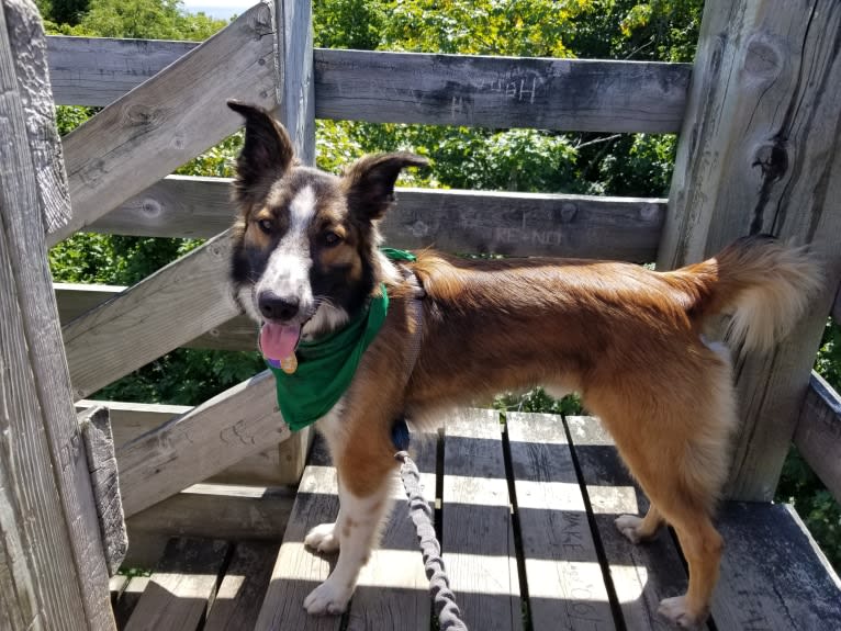 Bentley, an English Shepherd and Collie mix tested with EmbarkVet.com