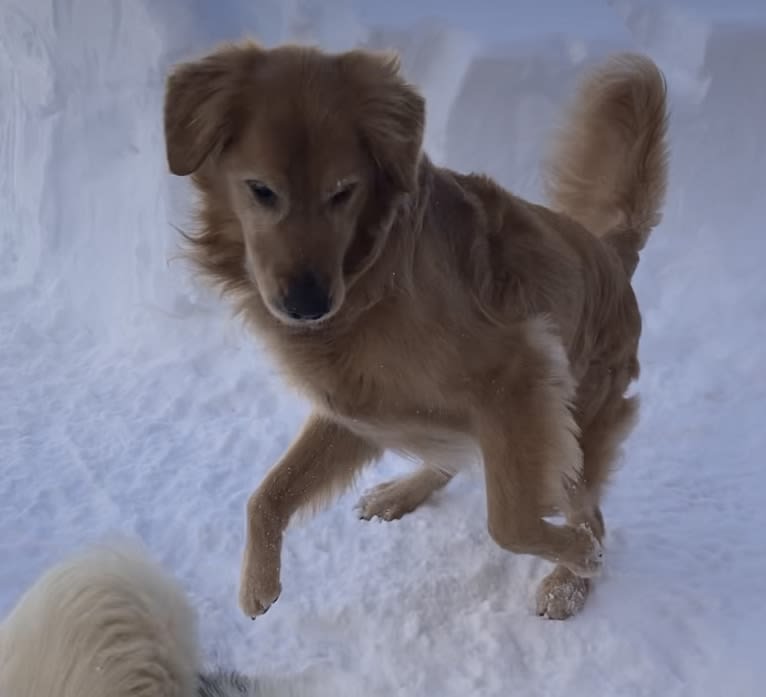 Timber “Gross Manor’s I’ll Be The One You Won’t Forget”, a Golden Retriever tested with EmbarkVet.com