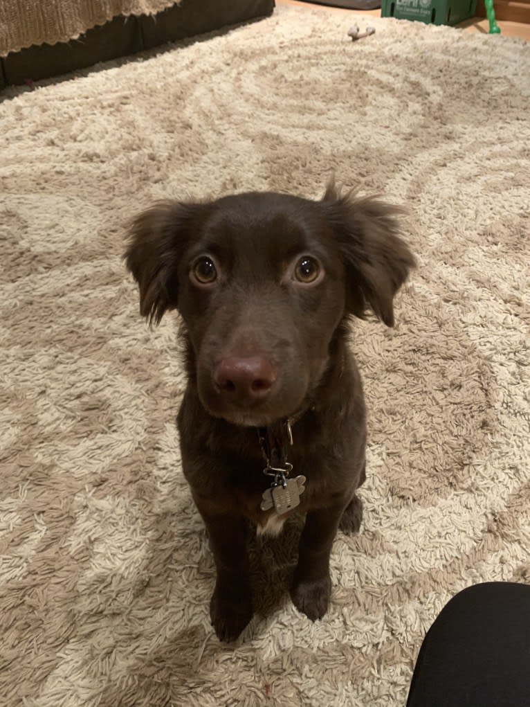 Snickers, an Australian Shepherd tested with EmbarkVet.com