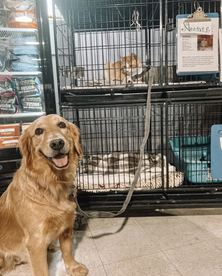 Marley, a Golden Retriever tested with EmbarkVet.com