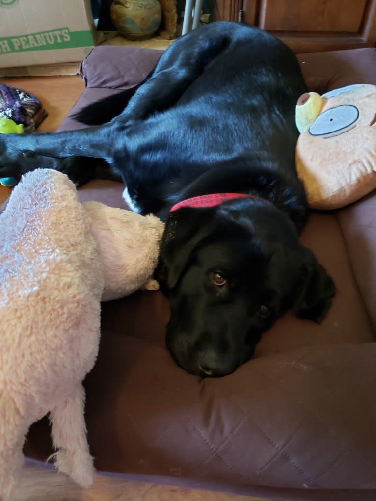 Tank, a Newfoundland and Labrador Retriever mix tested with EmbarkVet.com