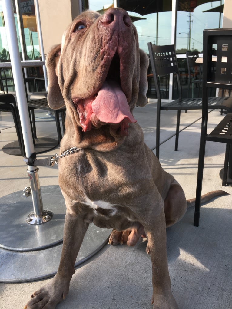 Apollo, a Neapolitan Mastiff tested with EmbarkVet.com