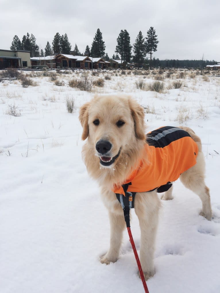 Kai, a Border Collie and Golden Retriever mix tested with EmbarkVet.com