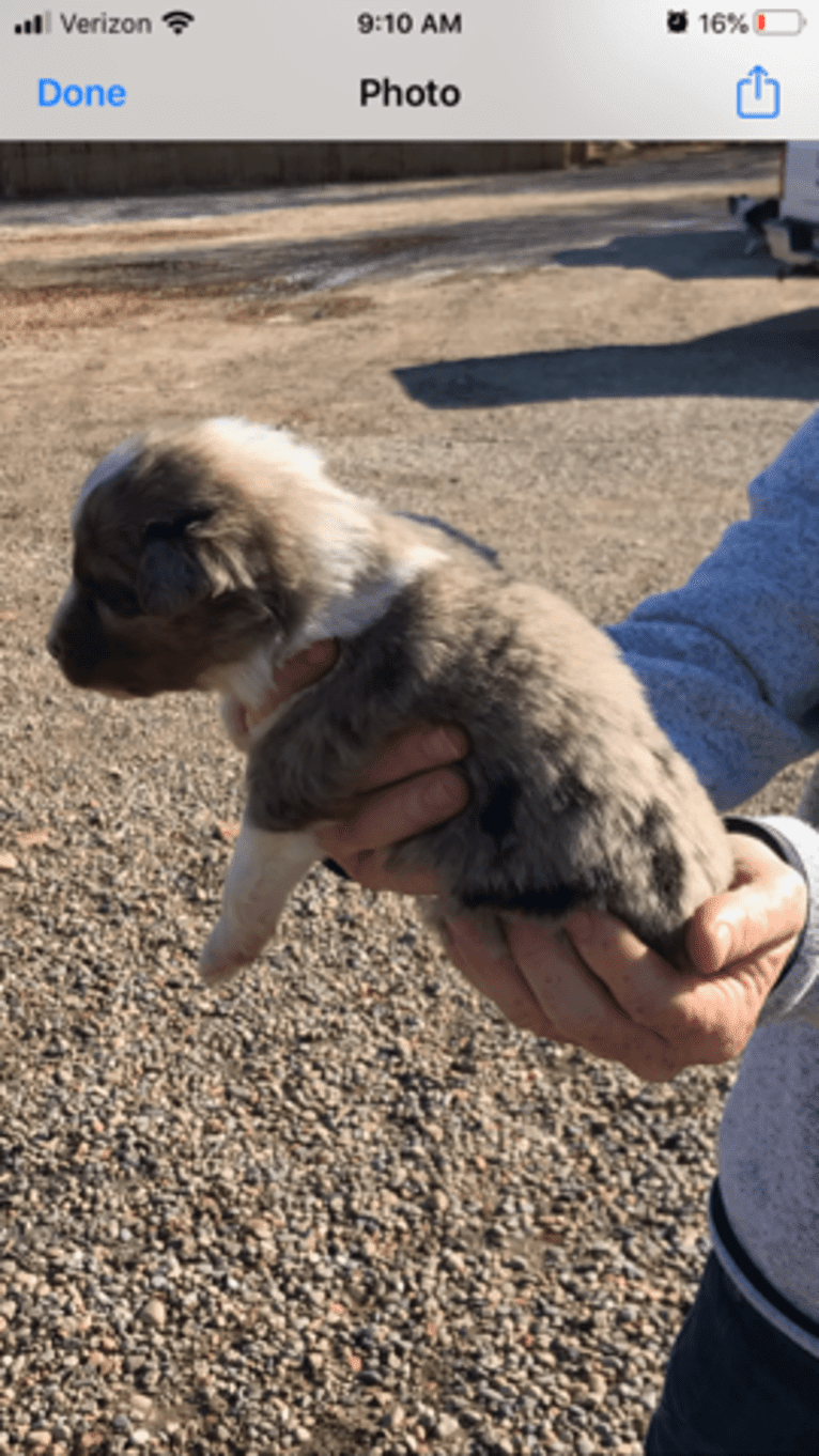 Buddy, an Australian Shepherd and Miniature/MAS-type Australian Shepherd mix tested with EmbarkVet.com