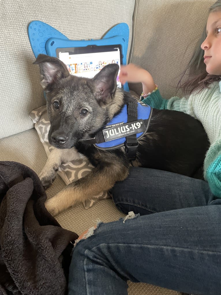 Brutus, a Norwegian Elkhound tested with EmbarkVet.com