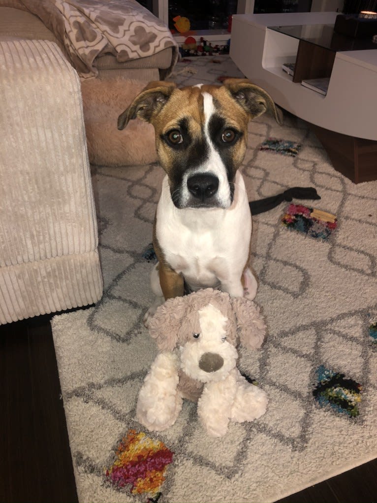 Oakley, a Boxer and American Pit Bull Terrier mix tested with EmbarkVet.com