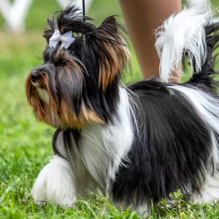 Elvis, a Biewer Terrier tested with EmbarkVet.com