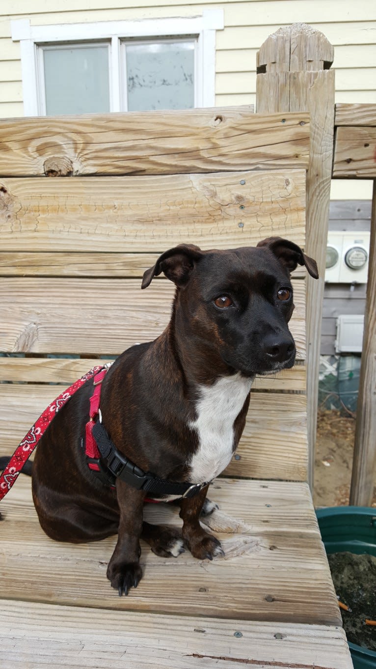 Jetta, a Miniature Pinscher and Boston Terrier mix tested with EmbarkVet.com