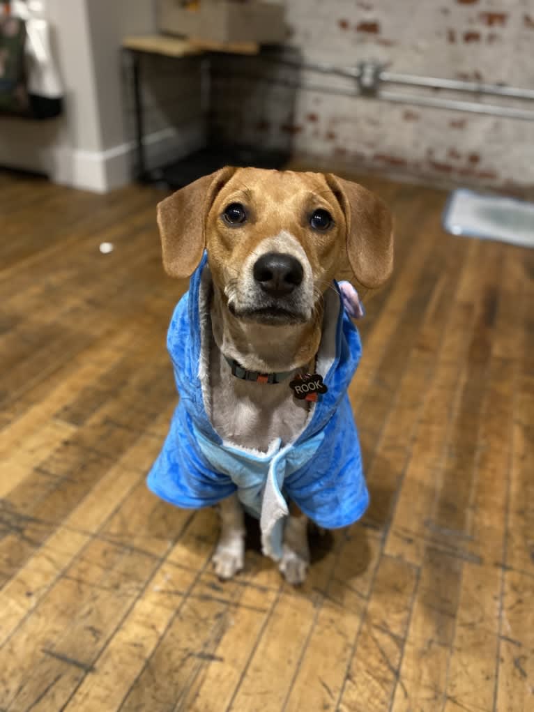 Rook Williams, a Basenji and American English Coonhound mix tested with EmbarkVet.com