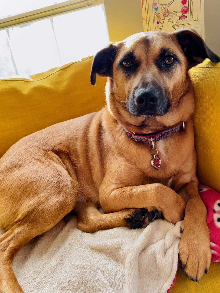 Nico, a Norwegian Elkhound and American Pit Bull Terrier mix tested with EmbarkVet.com