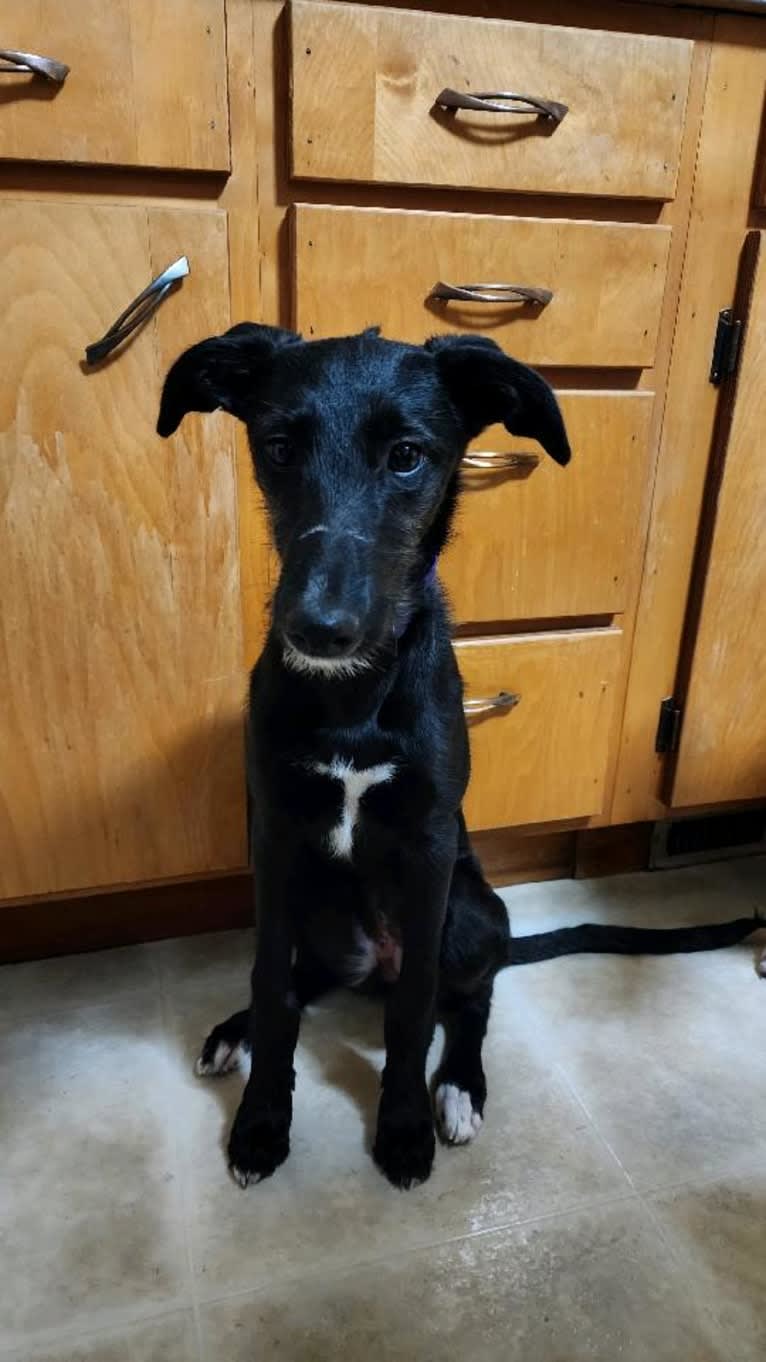 Bahariya, a Greyhound and Borzoi mix tested with EmbarkVet.com