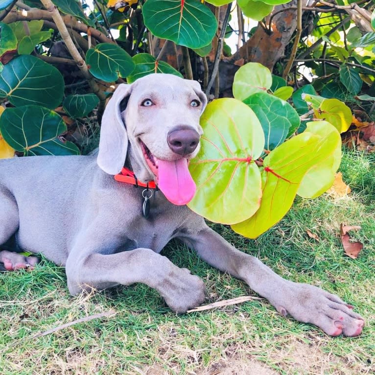 Arya the Weim, a Weimaraner tested with EmbarkVet.com