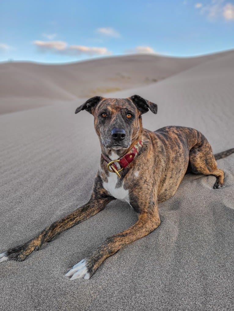 Wren, a Catahoula Leopard Dog and Rottweiler mix tested with EmbarkVet.com