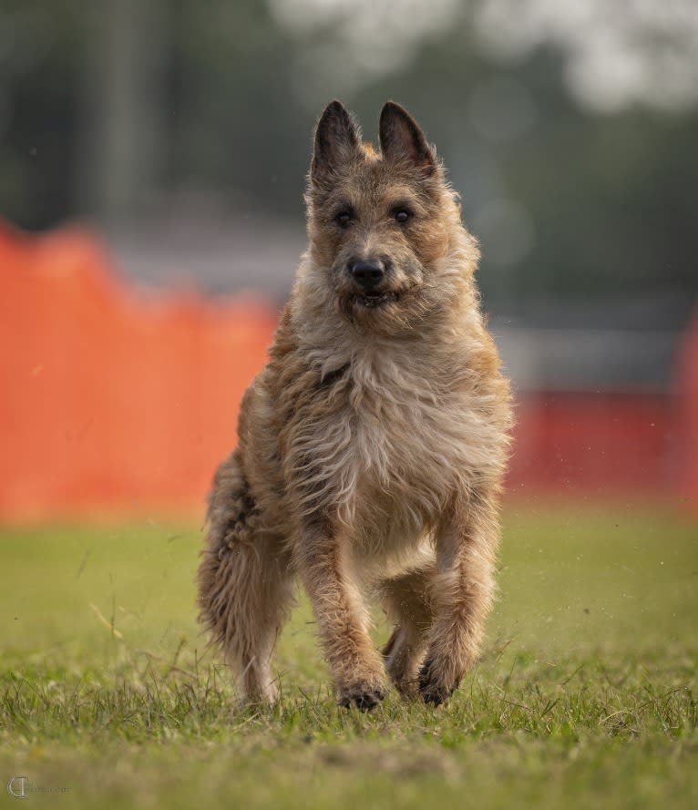 Annie or Red Girl, a Belgian Shepherd tested with EmbarkVet.com