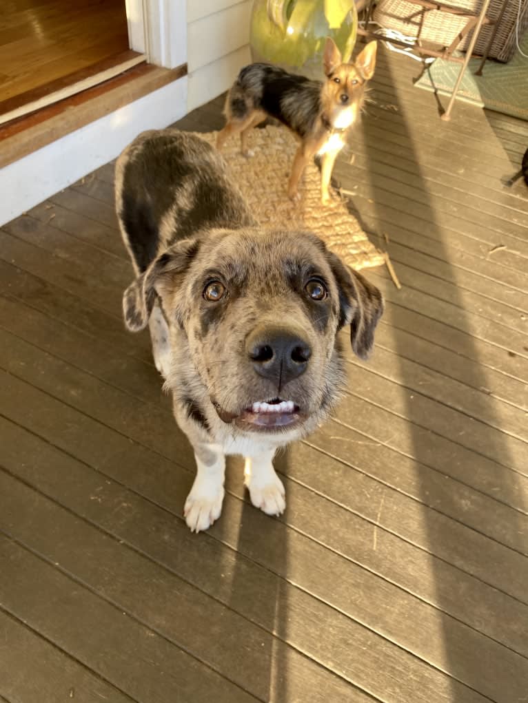 Tiller, a Great Pyrenees and German Shepherd Dog mix tested with EmbarkVet.com