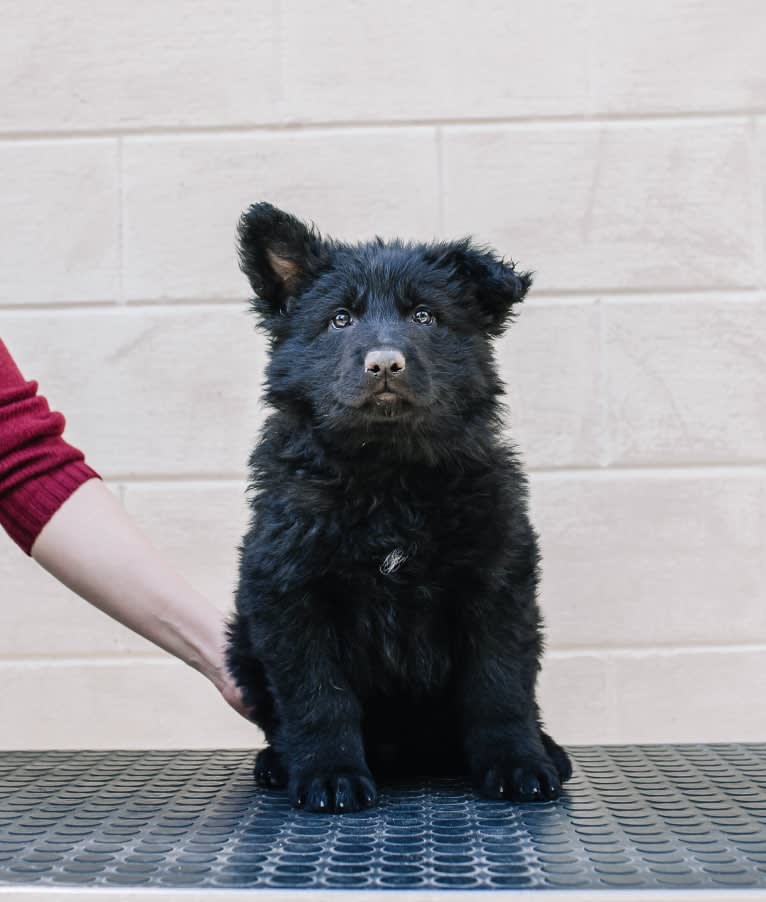 Rondamálësatar Sanwëc'han, a German Shepherd Dog tested with EmbarkVet.com