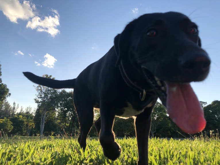 Kaida, a Labrador Retriever and Australian Shepherd mix tested with EmbarkVet.com