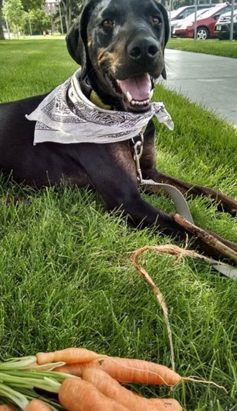 Cricket, a Rhodesian Ridgeback and Plott mix tested with EmbarkVet.com