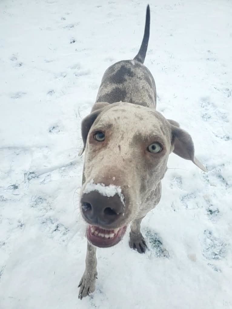 Maggie, a Weimaraner and Catahoula Leopard Dog mix tested with EmbarkVet.com