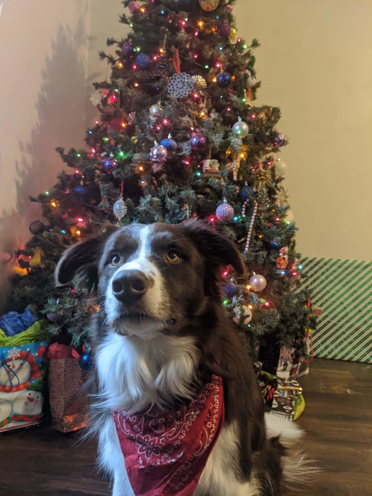 Atlas Mussatti, a Border Collie tested with EmbarkVet.com