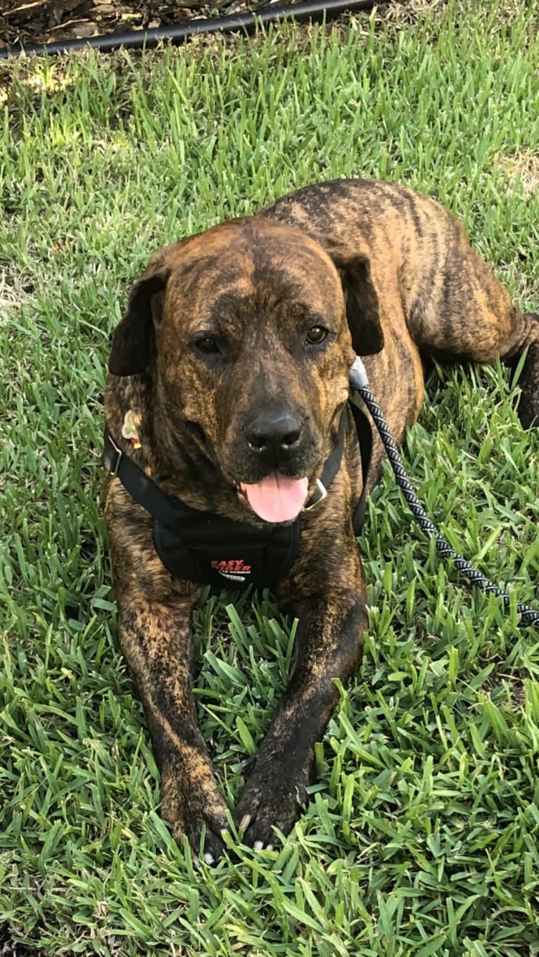 Biggie, a Perro de Presa Canario and American Pit Bull Terrier mix tested with EmbarkVet.com