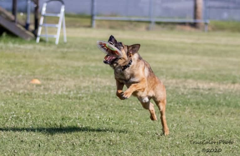 KHs His Reign Has Just Begun “Kaiser” TKE DS HDS, a German Shepherd Dog and Dutch Shepherd mix tested with EmbarkVet.com